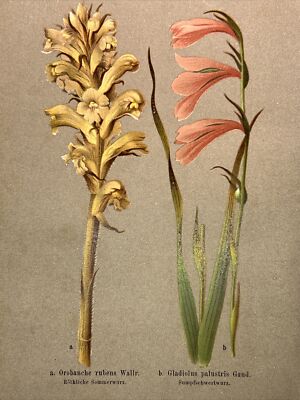 Woodblock Plants Pictures Antique 1884 Flowers Botany Colour Print Figure RETRO
