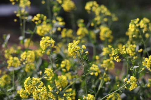 Contax Carl Zeiss Planar T* 85mm F/1.4 AEG MF Lens [Optical Near Mint,Tested] JP - Picture 24 of 24