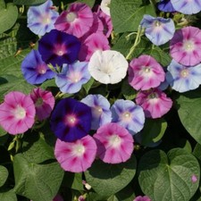 Morning Glory Mix Nice Garden Flower by Seeds Kingdom 300 Seeds