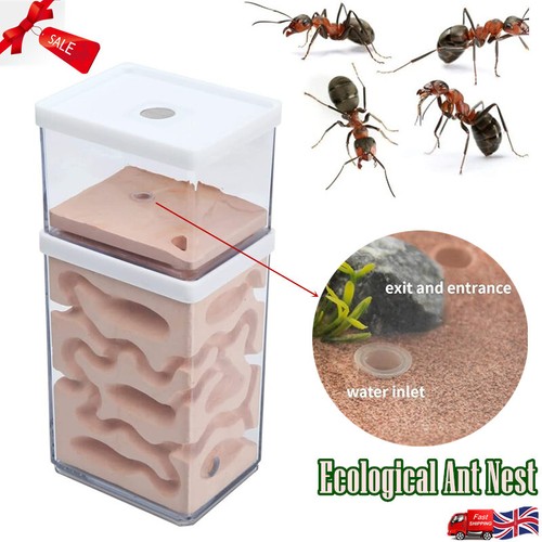 Ant Nest Farm Detachable Breeding Box Acrylic Ant Formicarium for Ants Study UK - Picture 3 of 9