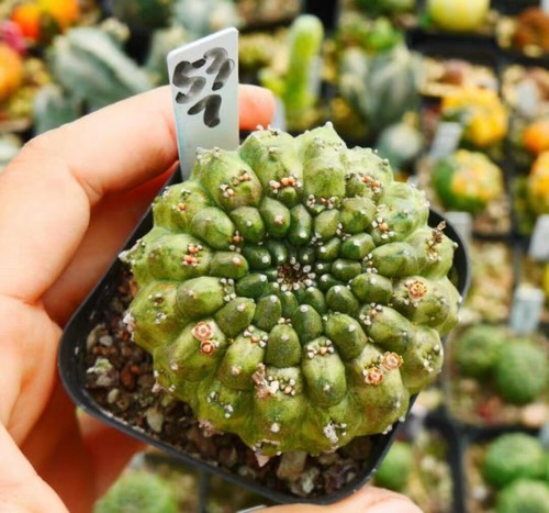 Rare Succulent Living Plant Euphorbia gymnocalycioides WYSIWYG Garden Decor