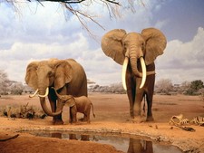 Home art wall decor African elephants oil painting picture HD Printed on Canvas