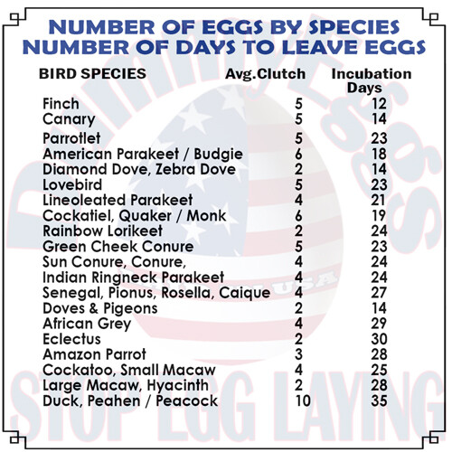 PLASTIC COCKATIEL EGGS STOP LAYING! 7 Solid Fake DummyEggs for Quaker GCC. USA - Picture 4 of 7