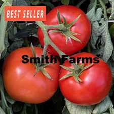50 Seeds Extreme Bush Tomato Juicy Easy to Grow Vegetable Garden Planting