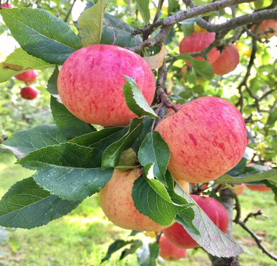 #ad Fuji Apple Seedling Plant 7 10quot; Tall Fruit Tree for Backyard Orchard Garden $21.99