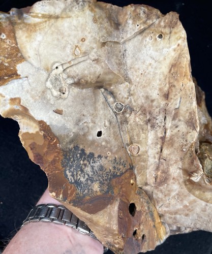 Cuadro Biggs 7,14 lb jaspe lapidario áspero de Biggs, Oregon - Imagen 5 de 5