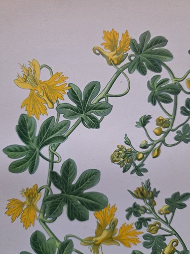 1897 Druck Kanarienvogelkriecher, Tropaeolum Peregrinum. Edward Step. 126 Jahre alt. - Bild 2 von 3