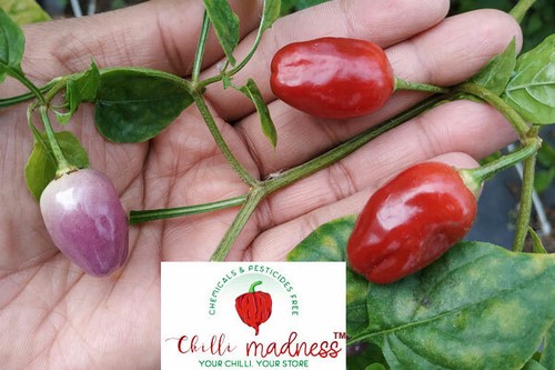 Aji Ayuyo Chilli Pepper a Beautiful, Rare & Wild Chilli from Peru 10 Seeds - Picture 4 of 7