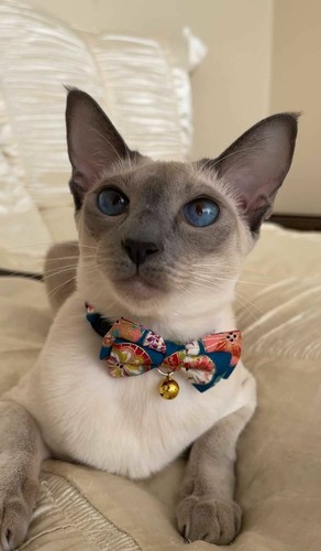 Necoichi - Temari Bow Tie Cat Collar - Available in Different Colours - Picture 2 of 15
