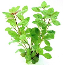LUDWIGIA REPENS -Freshwater Aquatic Live Plants SUPER PRICE   