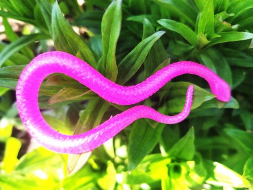 72 Stretchy Snakes Toys, Easter Egg Basket Stuffers, Pinata Filler, Small Cla... - Picture 8 of 9
