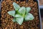 Succulent - Haworthia Bayeri hyb. x 'Aoki' seedling