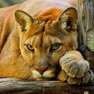 Beautiful Cougar Pics