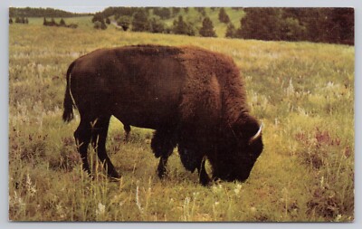 Postcard Buffalo or Bison in Old Custer State Park South Dakota