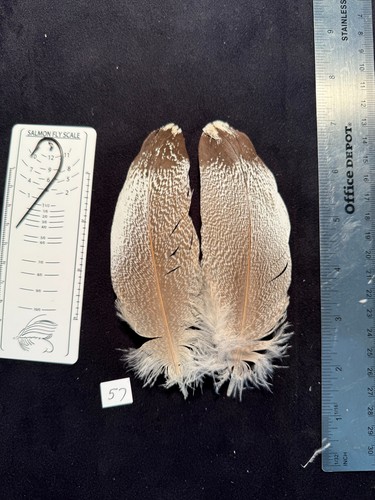 Kori Bustard feather pairs as see in pictures. - Picture 8 of 14