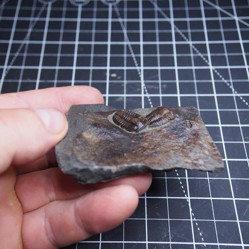 Tschechischer Trilobit Ellipsocephalus hoffi Kambrium Fossilien Dino - Bild 7 von 10