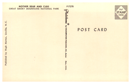 MOTHER BEAR AND CUBS GREAT SMOKY MOUNTAINS NATIONAL PARK - Foto 2 di 2