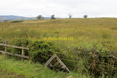 #ad #ad Photo 6x4 Patching a hedge Rashiefield Howwood Pallets make good fence r c2015 GBP 2.00