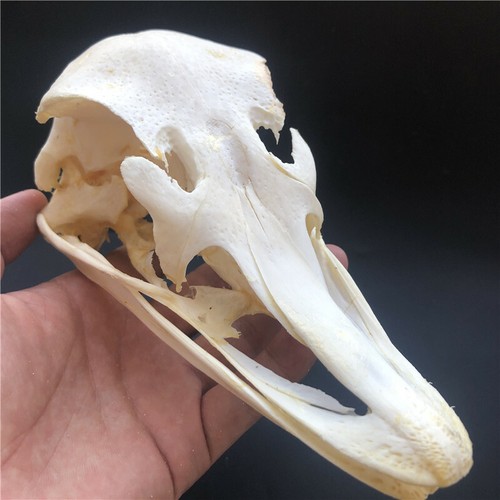 1 pcs Real Ostrich Skull collectable Animal Taxidermy educational specimens - Afbeelding 1 van 4