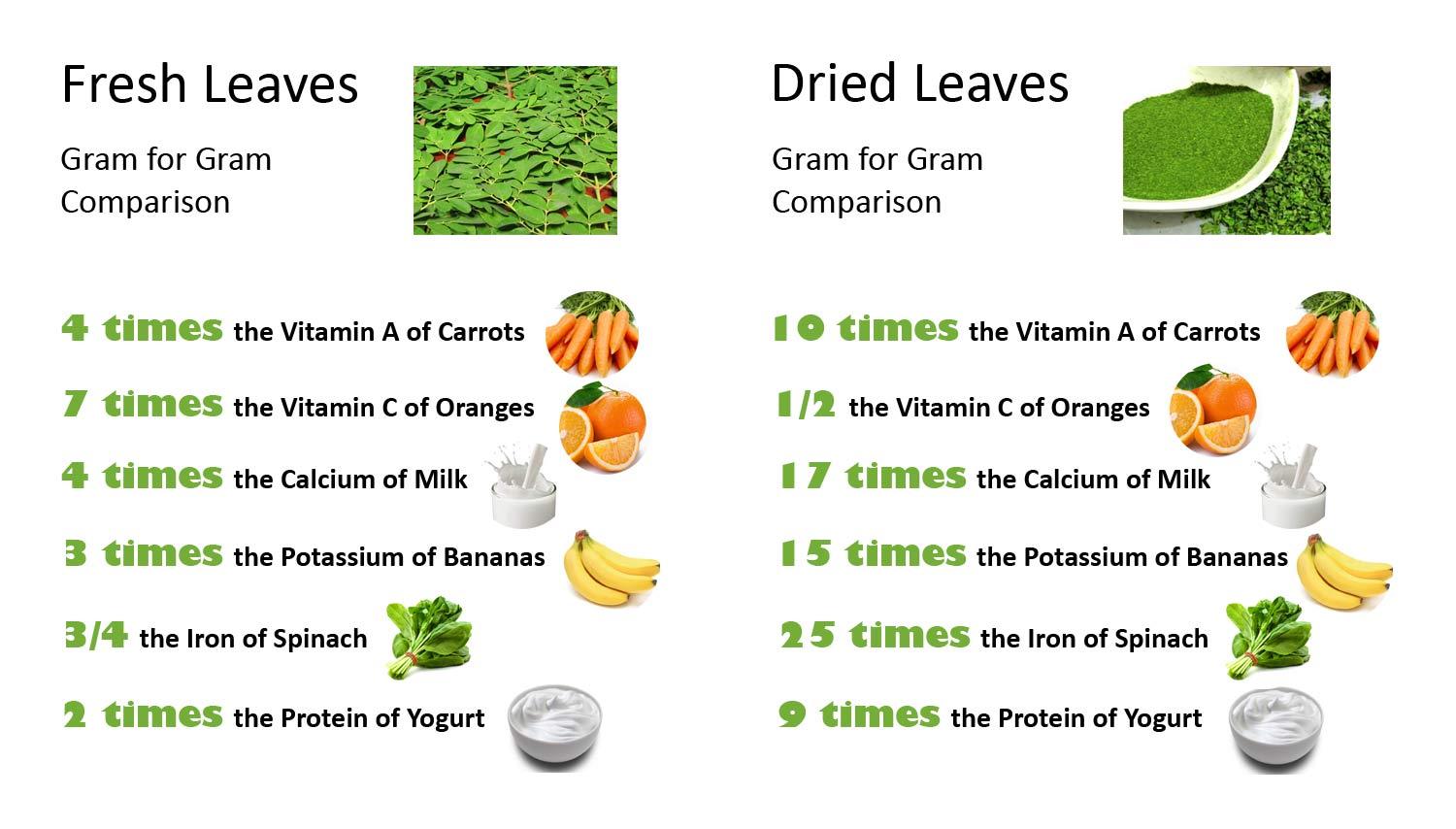 MORINGA DRY LEAF TEA Organic Herbal D Natural Nutrition No GMO Super Food $15