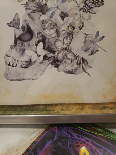 Marmont Hill Schmetterling Blumen Libelle Schädel Kunst Silber Rahmen Druck 12"×12" - Bild 6 von 15