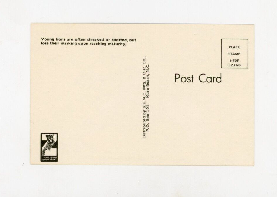 Vintage Cat Postcard YOUNG LIONS PLAYING WRESTLING UNPOSTED CHROME eBay