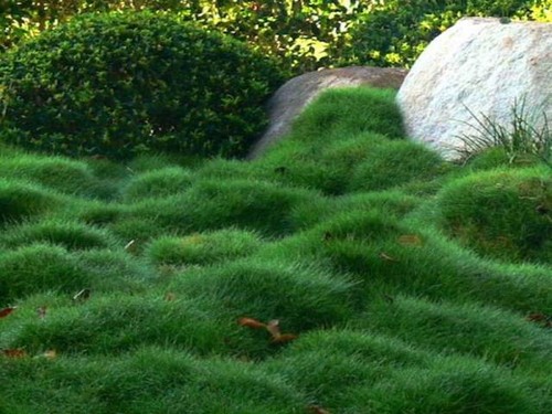 Zoysia tenuifolia 'No-Mow' Grass Groundcover Pack - Picture 4 of 10