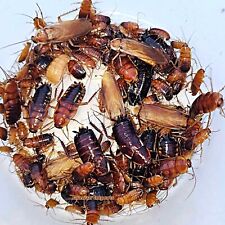100 Turkestan Red Runner "Blatta Lateralis" Feeder Roaches  Free Shipping