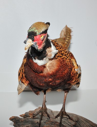 Chinese Ringneck Pheasant Hen Rooster Taxidermy Log Cabin Decor Mount Bird Hunt - Picture 13 of 21
