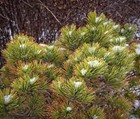 Pinus mugo var. mughus | Dwarf Mountain Pine | Mugo Pine -  - Pino mugo nano | P