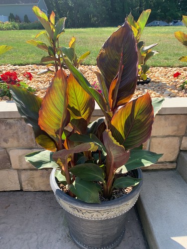 Very RARE - GIANT RED KING CANNA BULBS 8-12 FEET TALL - (3) Bulbs Ready to Plant - Picture 4 of 11