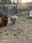 Bild 4 von 12
