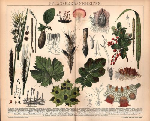 Pflanzen Krankheiten Pilz Hafer Gerste Weizen Traubenkrankheit LITHOGRAPHIE 1892 - Picture 1 of 1