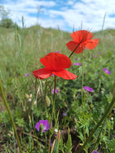 Klatschmohn, Papaver rhoeas, corn poppy, 3000 seeds, samen, Feldblume - Bild 6 von 10