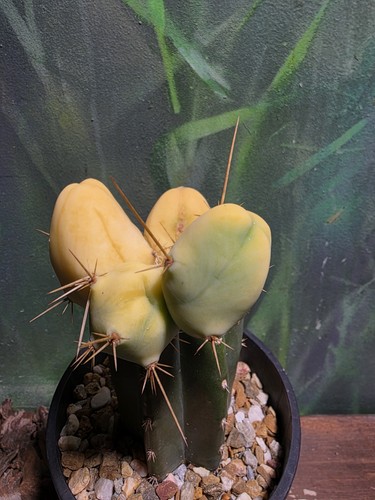 T. Bridgesii Monstrose Variegated Cactus Clone Rare Plant S.E.P🌵 - Picture 6 of 9