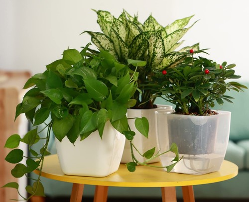 6-Pack Clear Self Watering Planters for Indoor Plants 7 Large African Violet Pl - Picture 6 of 7