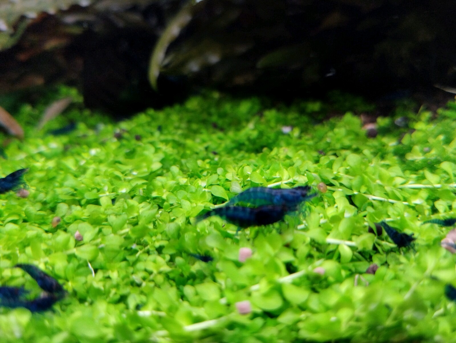 15 Gambas Neocaridinas Blue Velvet. Acuario/Pecera