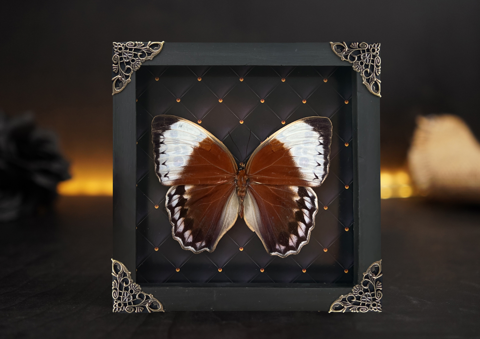 Wall Art Real Butterfly Frame Taxidermy Insect Bug Gothic Tattoo Studio Decor