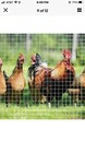 🐤🏟 Hardware Cloth Galvanized Welded Fence Wire Mesh Chicken Coop/Run/Cage/Pen