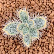 1.5cm Cactus Live Plants Gethyllis Barkerae Beautiful Garden Rare Tuber Plants