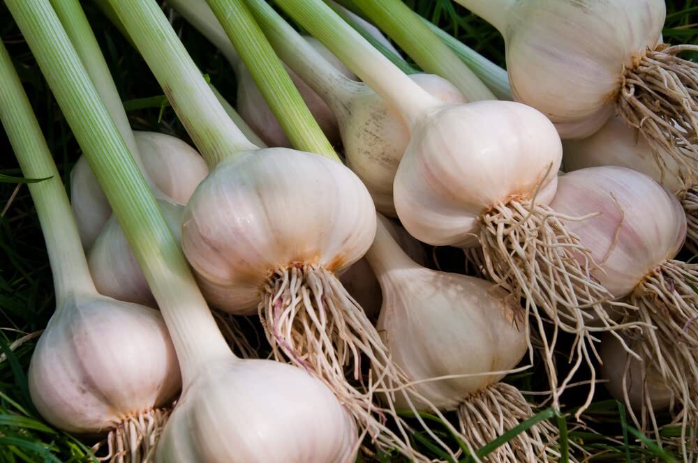 Fresh Garlic Cloves for Planting Easy to Grow Your Own Food