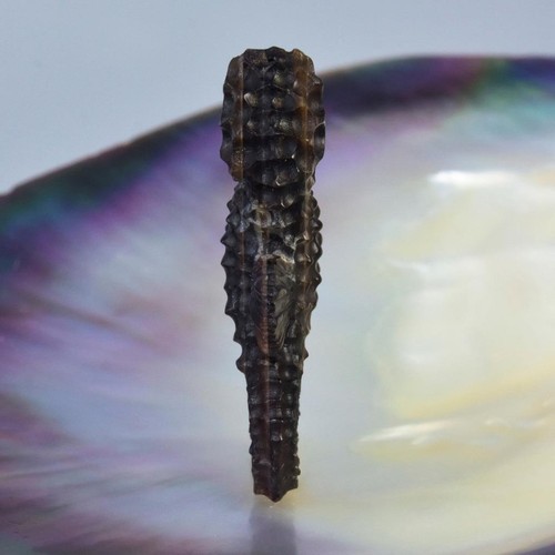 Seepferdchen Geschnitzter Schwarz Stift Pinna Muschel Figur Kollektion Schmuck - Bild 11 von 12