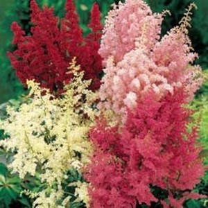 200-Astilbe-Bella-Seeds-Mix-Seeds-Garden-Starts-Nursery