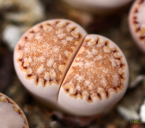SEEDS - Lithops julii. rouxii  20seeds - Picture 5 of 5