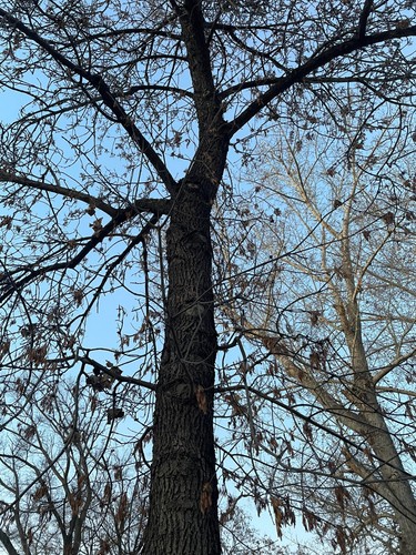 Green Ash Tree Fraxinus pennsylvanica 30 Seeds Cold Hardy Source Fast Growing - Picture 2 of 4