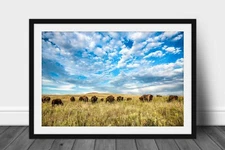 Bison Framed Print: Oklahoma Buffalo Herd Tallgrass Prairie Western Wall Art