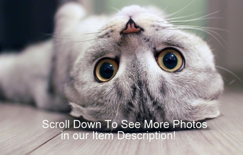 Afternoon TV magazine Oct 1971 GEORGE REINHOLT-JACQUELINE COURTNEY-STEVE & ALICE - Picture 3 of 3