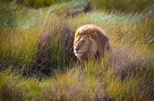 The Mane Event: Photo Of A Magnificent Lion In The Grass Embedded In Metal.
