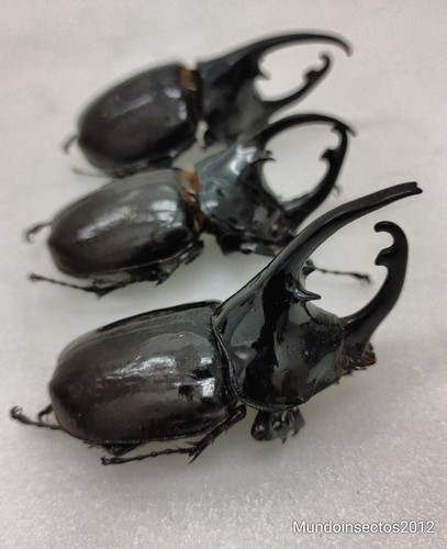 Augosoma centaurus set 3 males , centaurus beetle from Cameron 8-8,5 cm, A1 - Picture 5 of 6