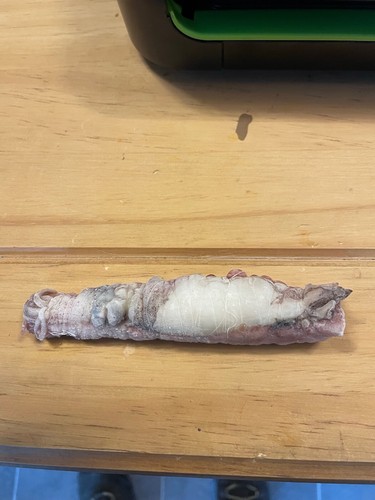 25 squid and fish wrap baits - Picture 2 of 2